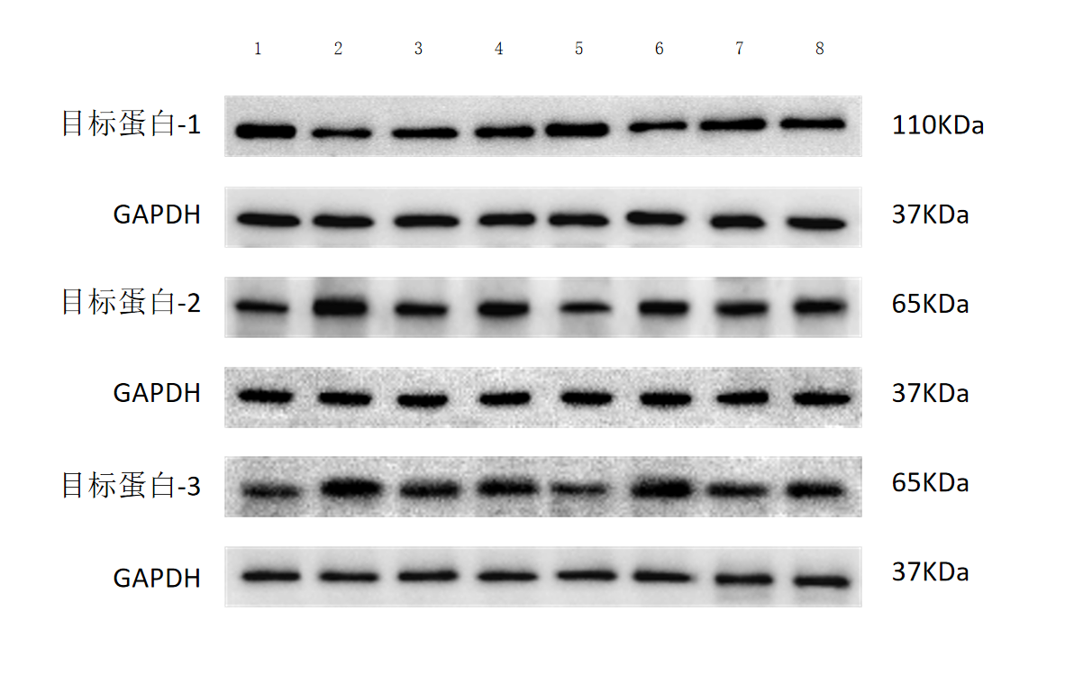 Western blot