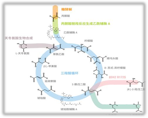 中药药效物质基础研究平台检测及服务项目